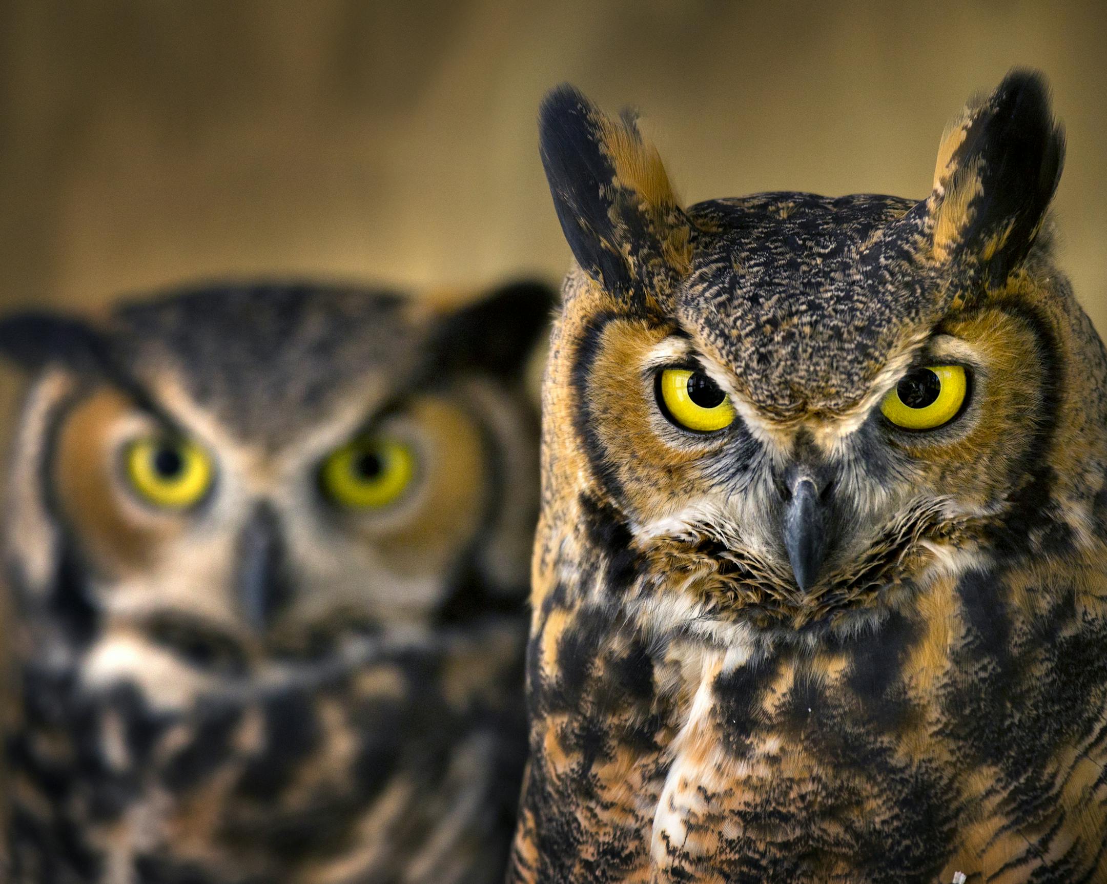 Two great horned owls at the Internation Owl Center in Houston, Minn. (Brian Peterson, Star Tribune)