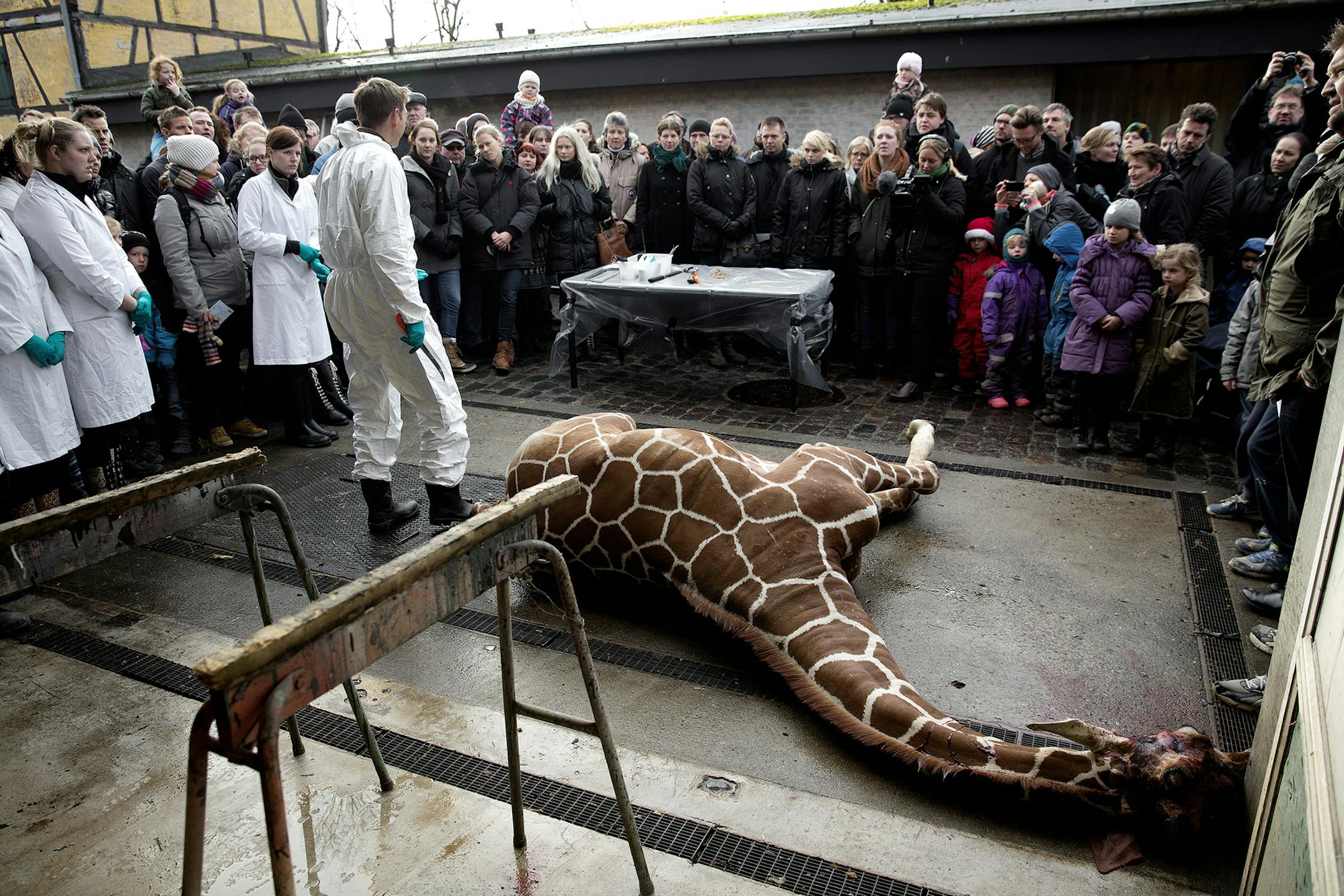 Marius, a male giraffe, lies dead before being dissected, after he was put down at Copenhagen Zoo on Sunday, Feb. 9, 2014. Copenhagen Zoo turned down offers from other zoos and 500,000 euros ($680,000) from a private individual to save the life of a healthy giraffe before killing and slaughtering it Sunday to follow inbreeding recommendations made by a European association. The 2-year-old male giraffe, named Marius, was put down using a bolt pistol and its meat will be fed to carnivores at the z