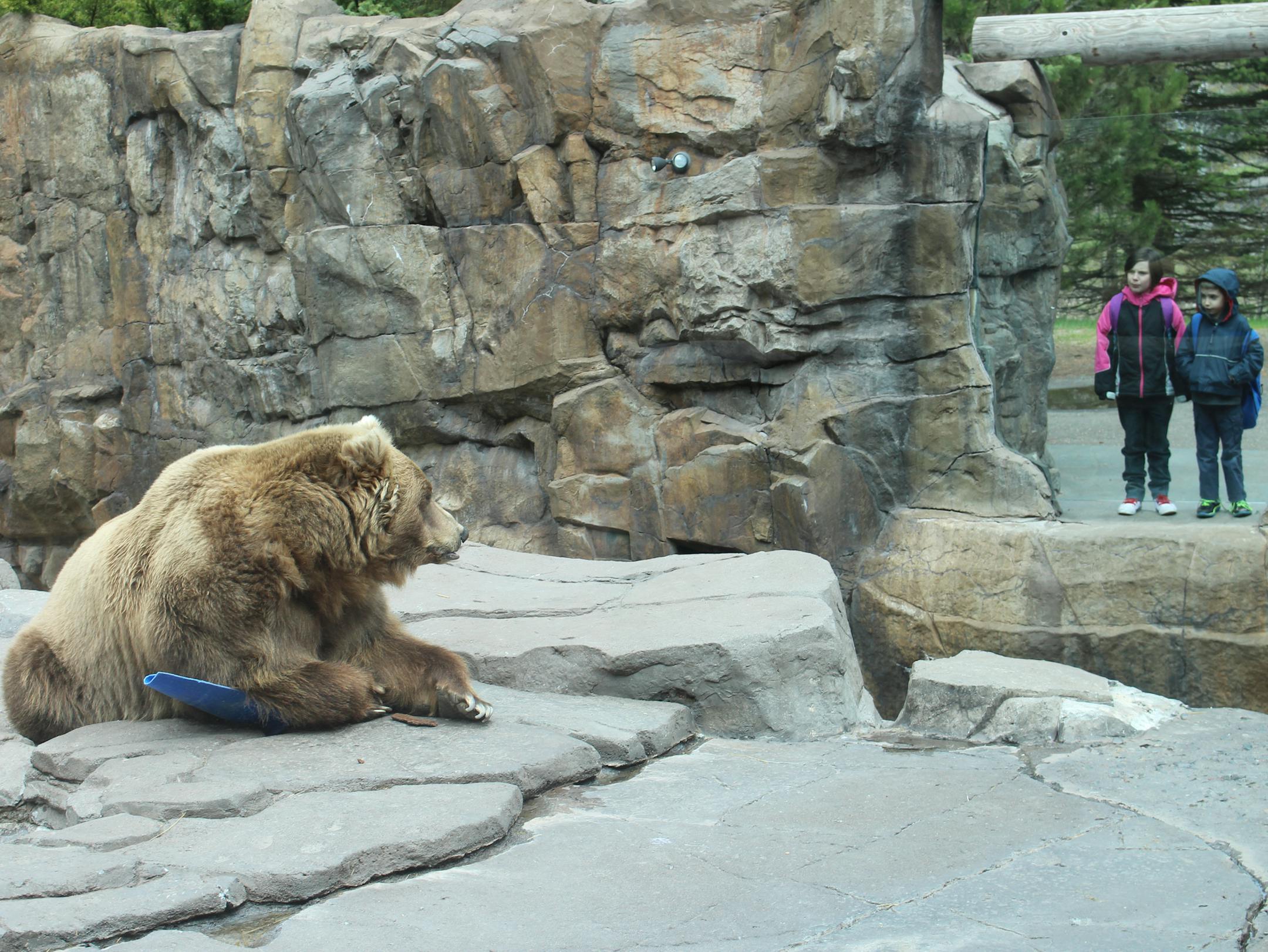 Trouble the grizzly bear looks out at Lake Superior Zoo visitors in Duluth. City leaders are considering proposals for what to do with the aging zoo.