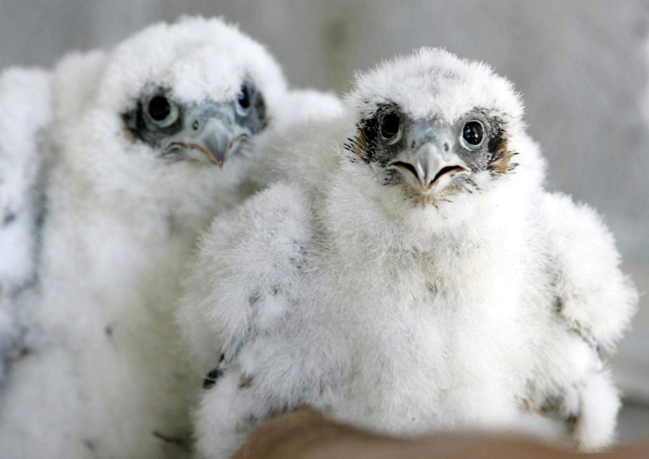 FILE - A pair of young peregrine falcons stare at University of California Santa Cruz biologist Glenn Stewart before being banded in their nest on the 33rd floor of the PG&E building in San Francisco, in this May 12, 2009 file photo. After decades of scrambling on the underside of California bridges to pluck endangered peregrine falcon fledglings teetering in ill-placed nests, inseminating female birds and releasing captive-raised chicks, wildlife biologists have been so successful in bringing b
