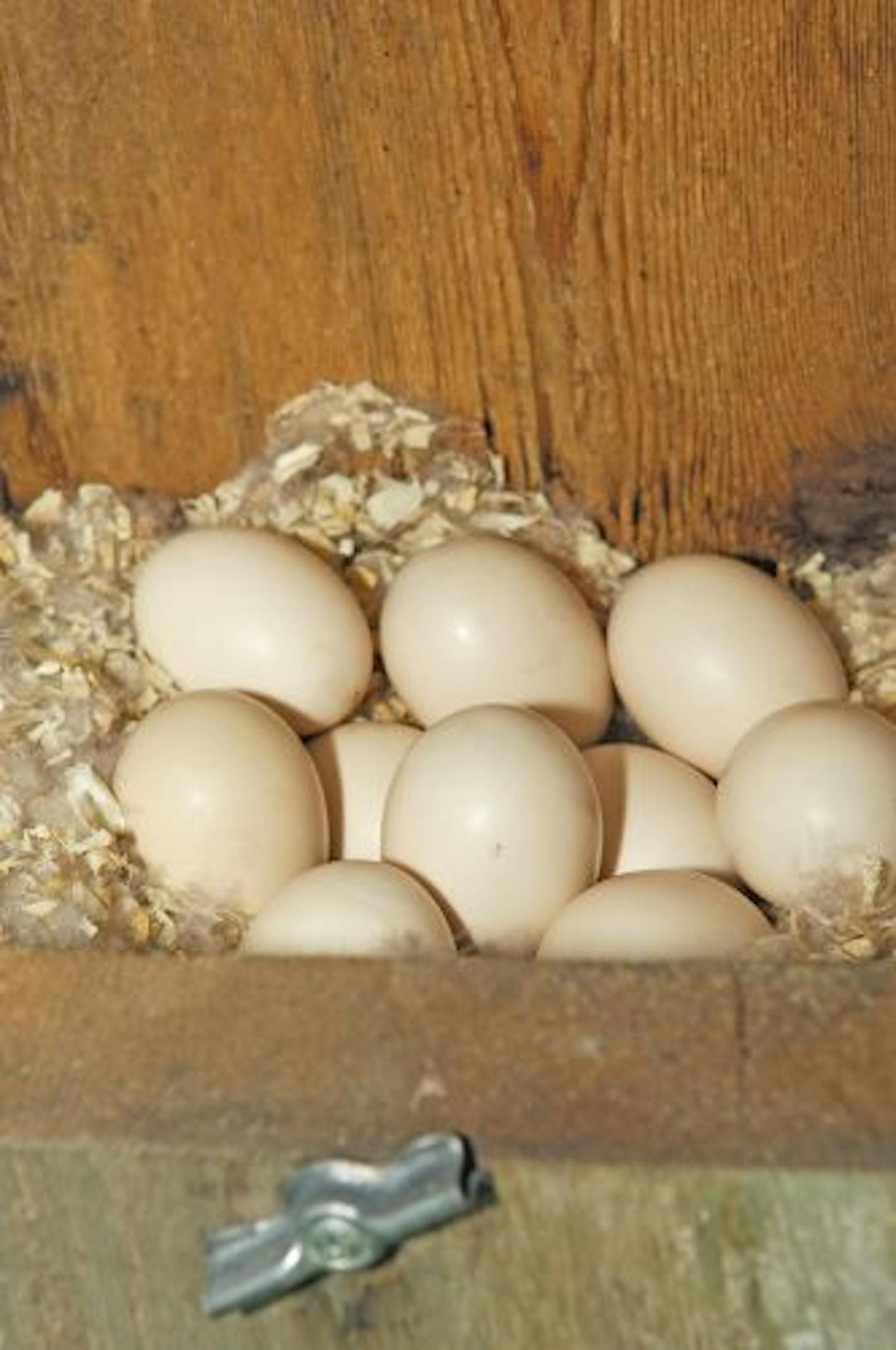 Typically, a hen wood duck's clutch contains 10 or 12 eggs.