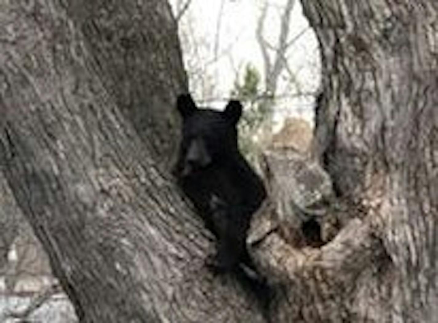 The North St. Paul Police Deptartment posted a photo of a bear in a tree Thursday morning.