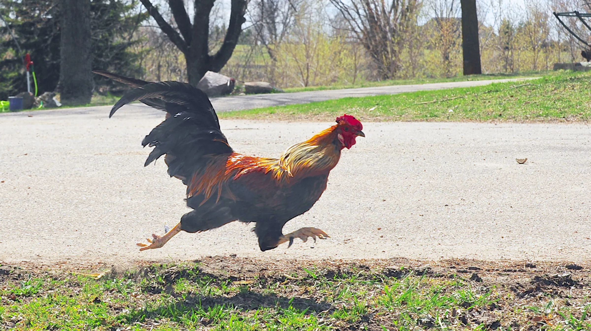 Why did the chicken win the game? Conditioning