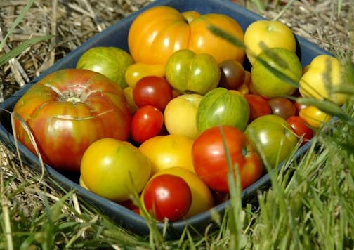 Heirloom tomatoes