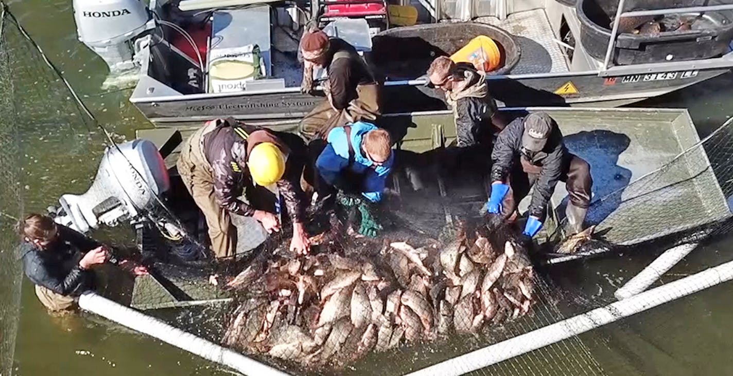 A crew from Carp Solutions netted more than 1,300 carp last summer from Lake Owasso as part of a multi-year project to reduce a growing infestation of rough fish in that chain of lakes.