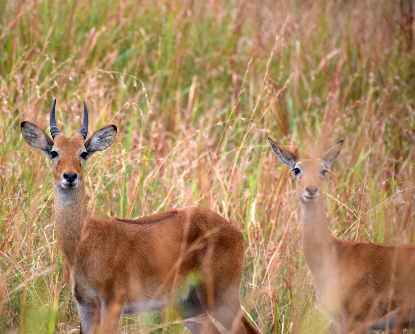 Uganda kob, the national antelope, are abundant in the grasslands of Queen Elizabeth National Park. (photo by John Grimshaw)