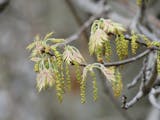 Tiny blooms appear on oak trees.