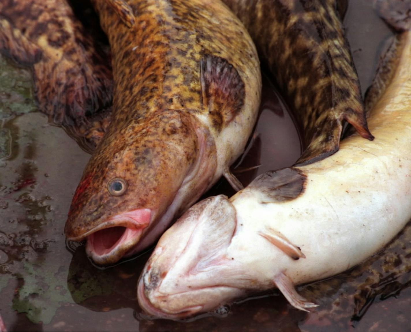 Eelpout destined for a 'pout fry at the 2017 Eelpout Festival.