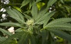 FILE- This Sept. 11, 2018, file photo shows a marijuana plant in San Luis Obispo, Calif. Curiosity from one the world's largest tobacco companies abou