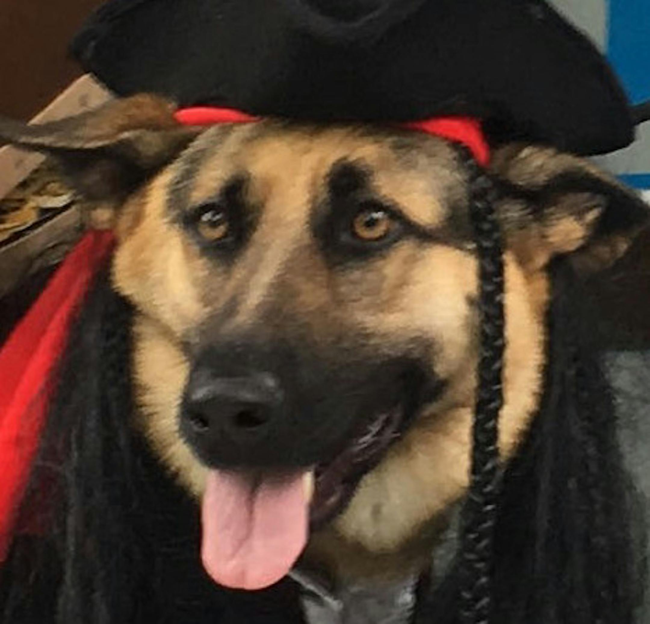 Anything goes:
First place
Pet: Elsa
Owners: Linda Harms, Jay Clement and Ellie Harms-Clement, of Clarkson, Mich.
Comment: Elsa, is a German shepherd who lost a leg in a motorcycle accident, so the Harms-Clement household decided to dress her as a peg-legged pirate. “We were trying to celebrate her being a tripod,” Linda Harms said. 2019 Halloween Pet Costume Contest