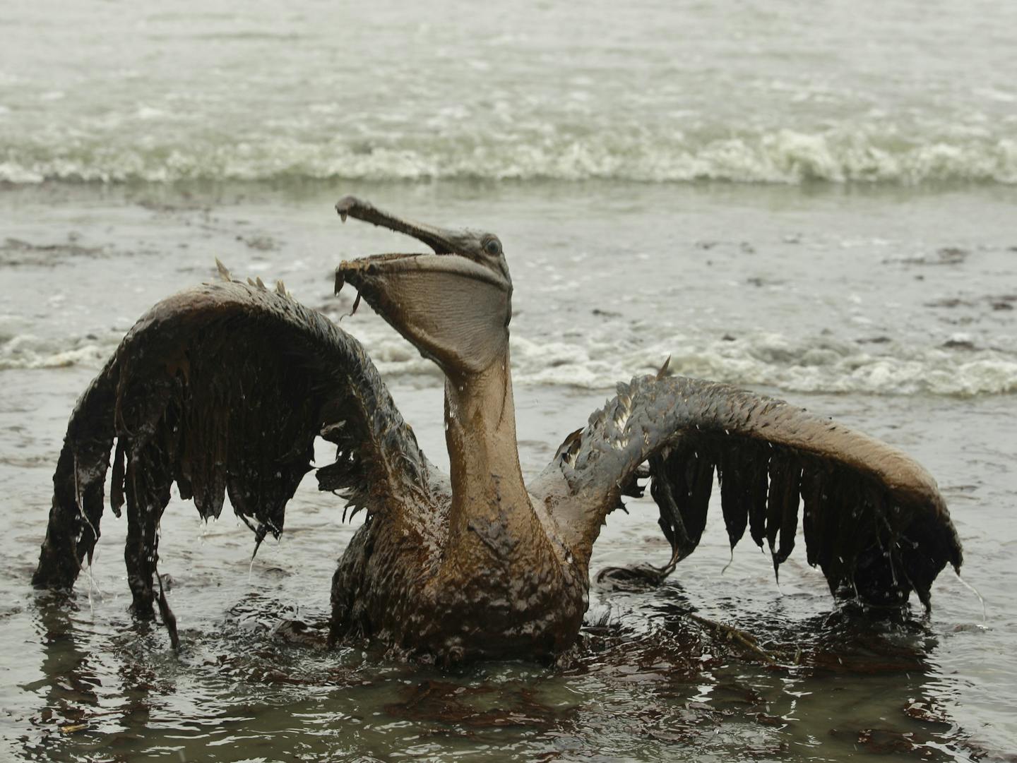 FILE - In this Thursday, June 3, 2010 file picture, a brown pelican tries to raise its wings as it sits on the beach at East Grand Terre Island along the Louisiana coast after being drenched in oil from the BP Deepwater Horizon oil spill. (AP Photo/Charlie Riedel)