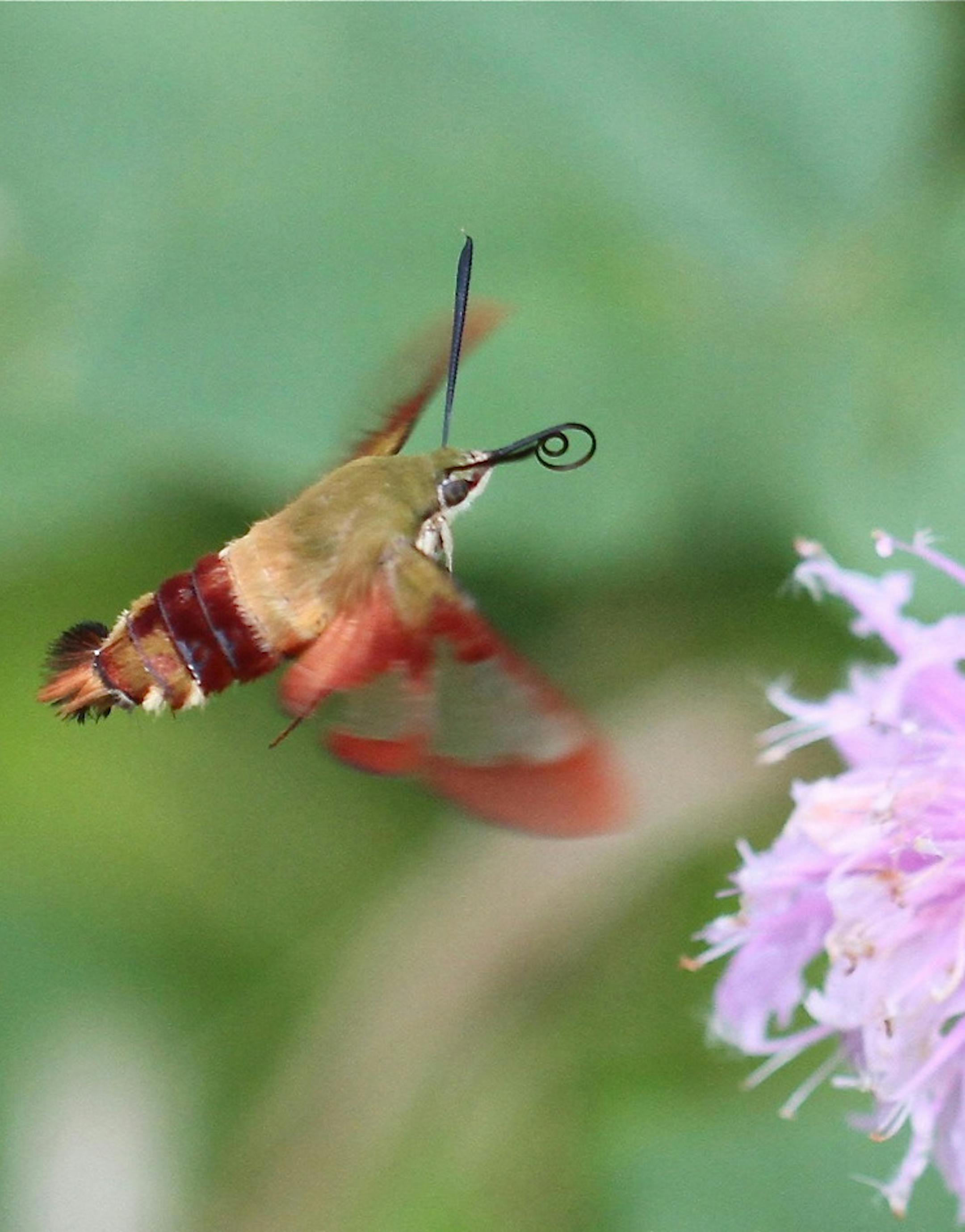 Photo credit: Photo by Don Severson A hummingbird clearwing moth, a species often mistaken for a hummingbird, will uncurl that long proboscis to sip nectar from flowers.