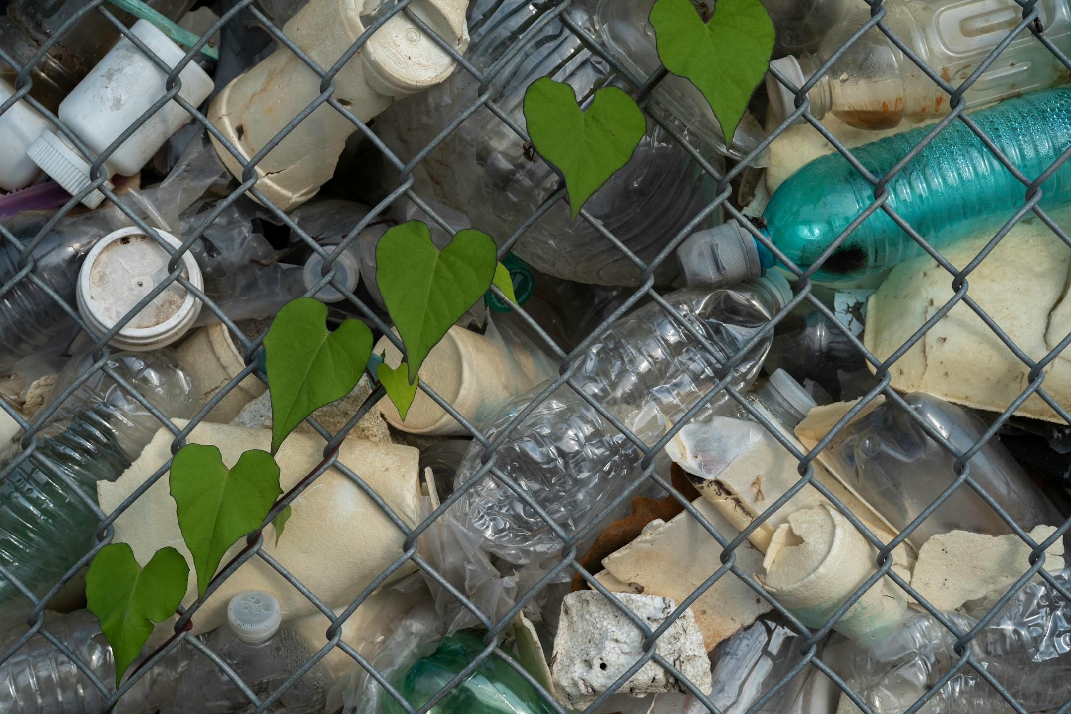 A small plant winds its way up a fence on the barge where discarded plastic bottles and styrofoam cups are kept until they can be properly disposed on Wednesday, July 14, 2021 in Cincinnati, Ohio.