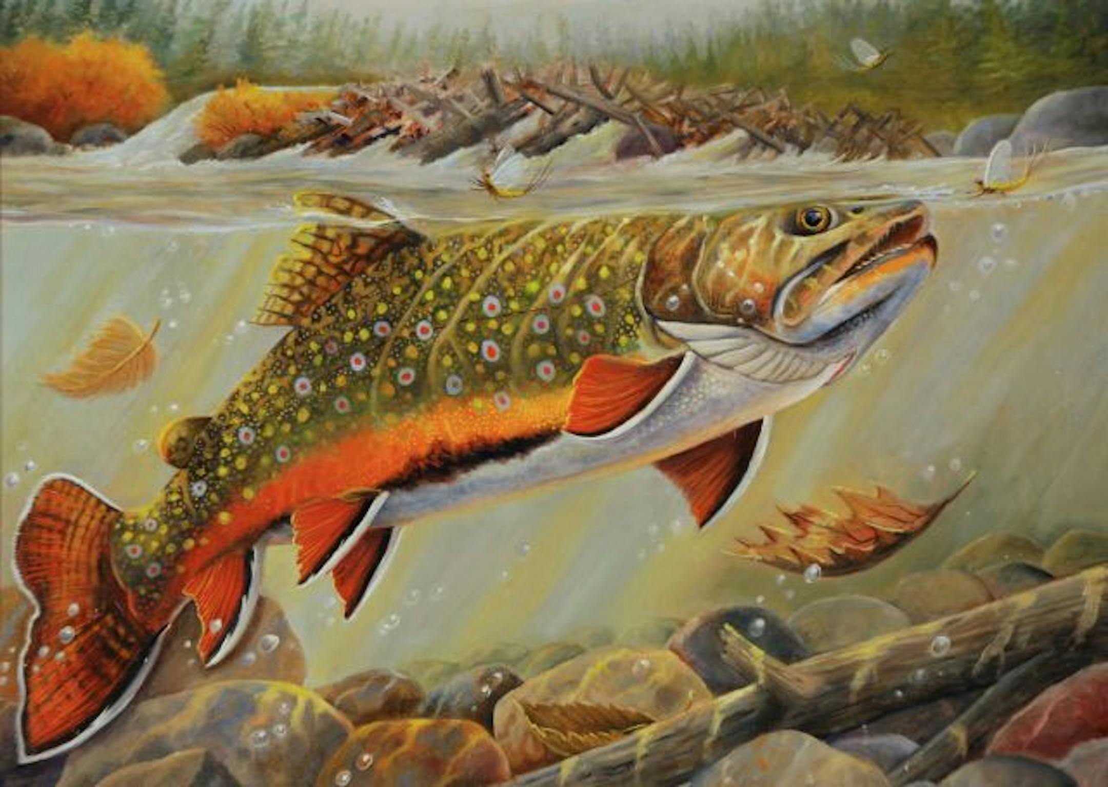 Richard Goodkind of St. Louis Park has won the 2010 Minnesota Trout and Salmon Stamp design contest, the first time Goodkind has won the Minnesota contest.