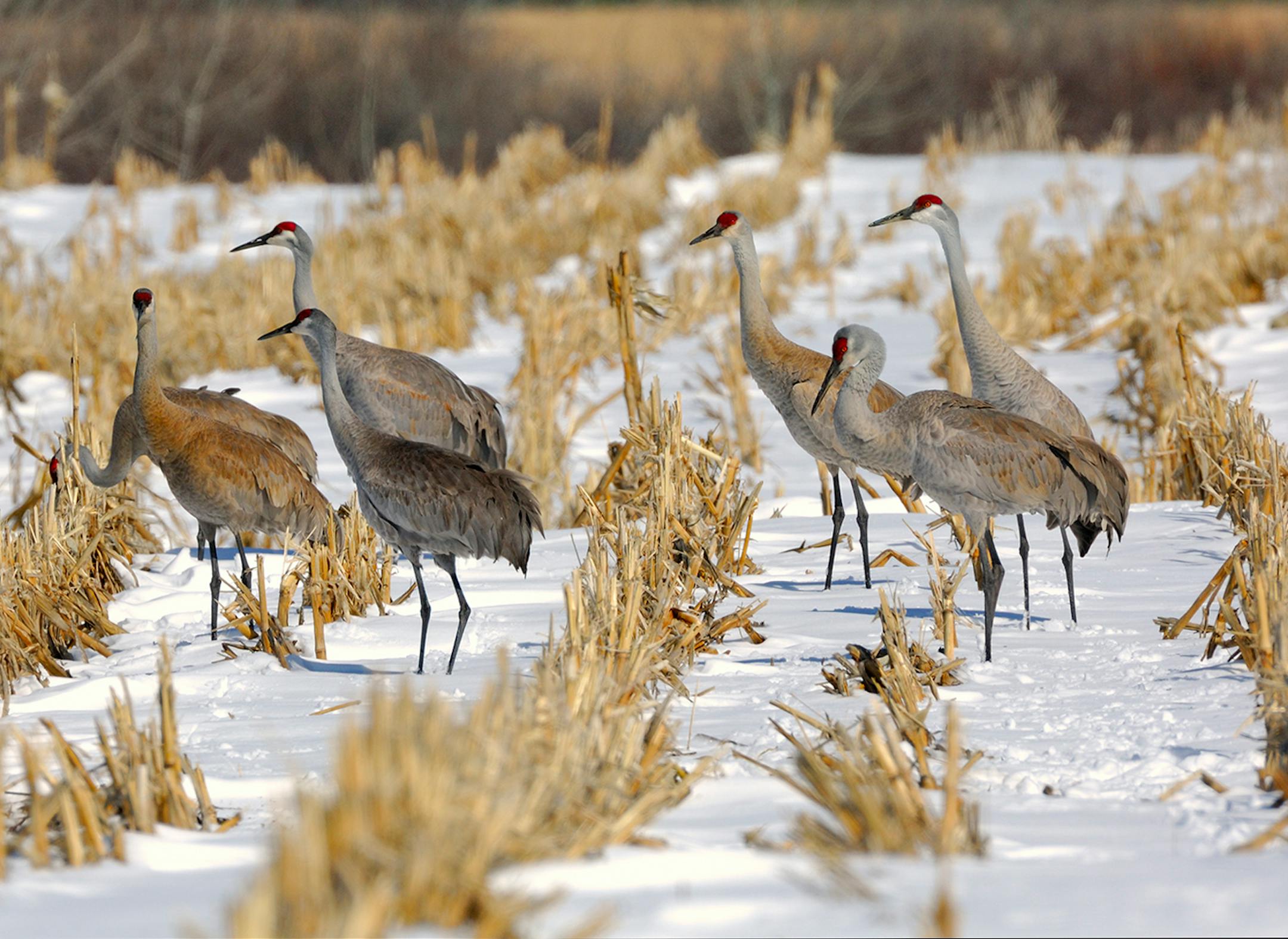 Greater sandhill cranes are early spirng migrants into Minnesota. We often hear them first because of their loud pre-historic sounding voices.