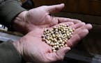 Jason Taylor holds soybeans that are sorted out by color at Taylor Seed Farm near White Cloud, Kan., Thursday, April 5, 2018. (AP Photo/Orlin Wagner)