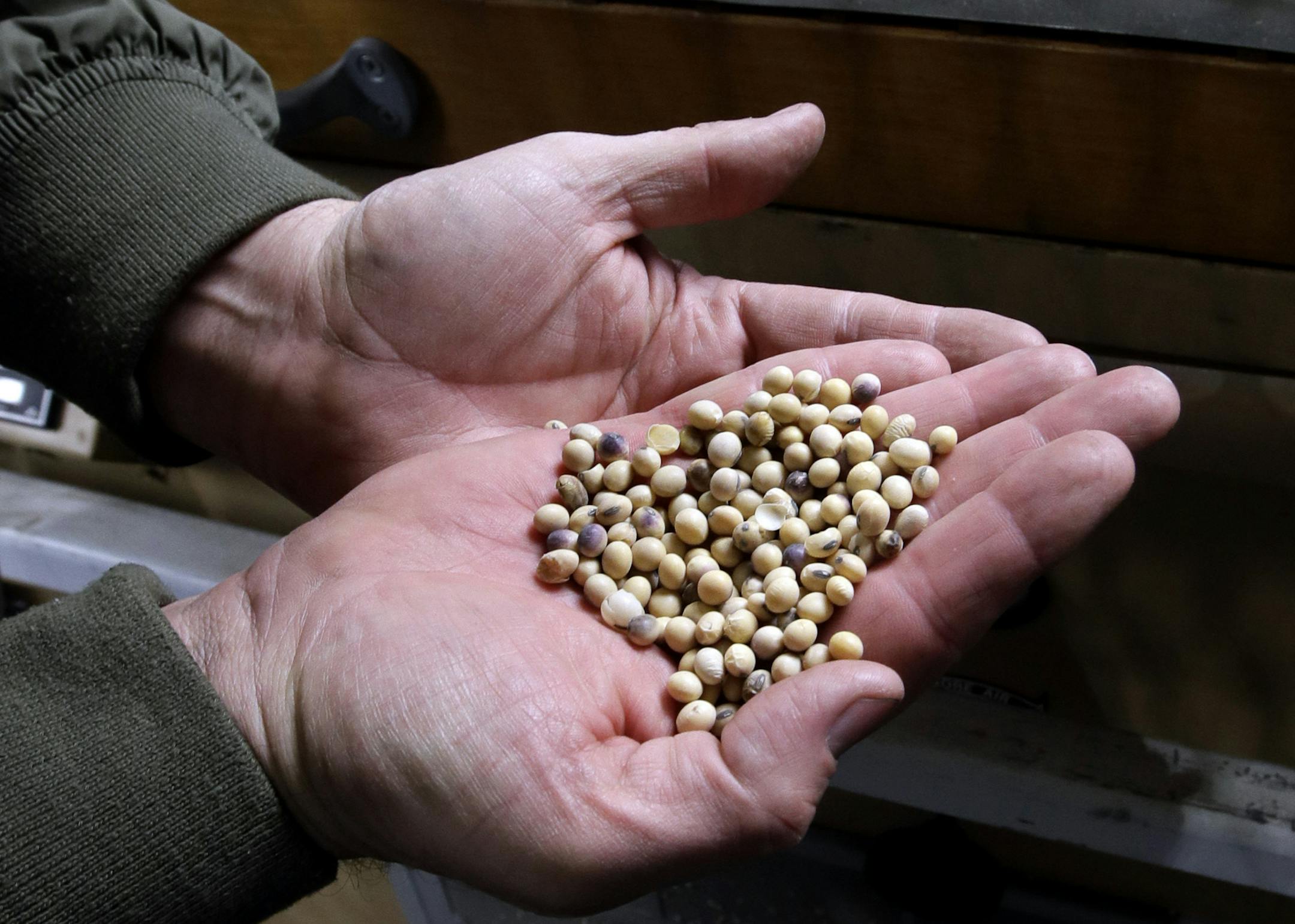 Jason Taylor holds soybeans that are sorted out by color at Taylor Seed Farm near White Cloud, Kan., Thursday, April 5, 2018. (AP Photo/Orlin Wagner)