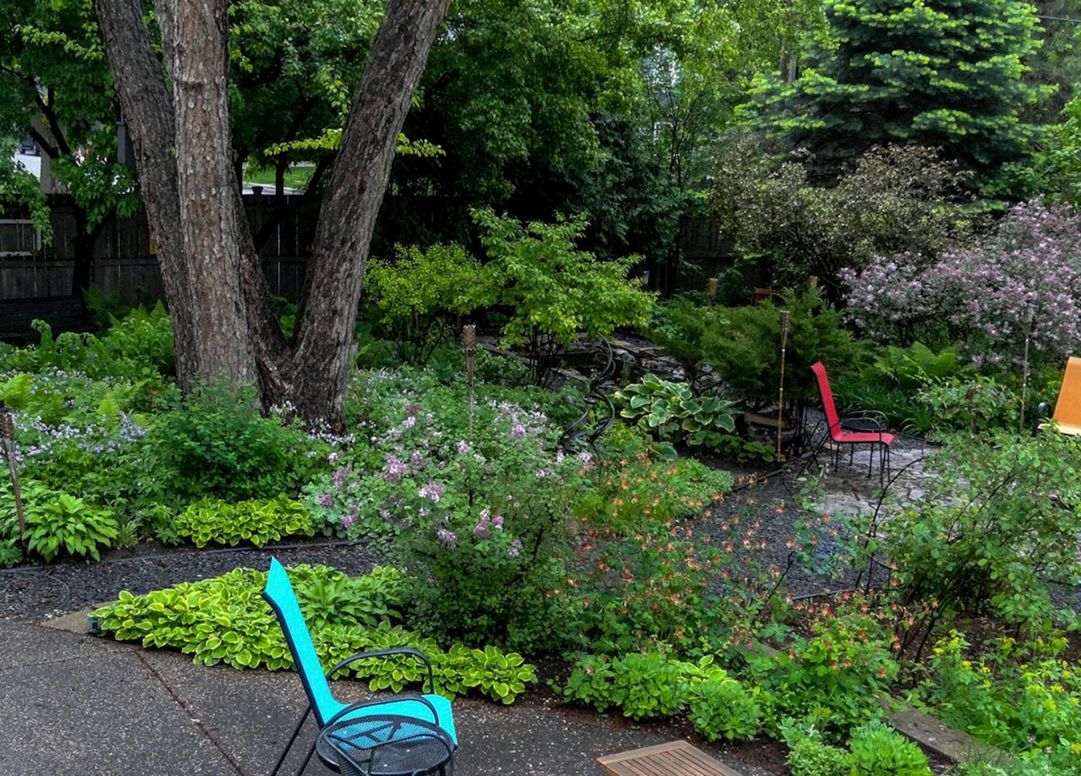 Mayberg's garden includes mostly native plants.