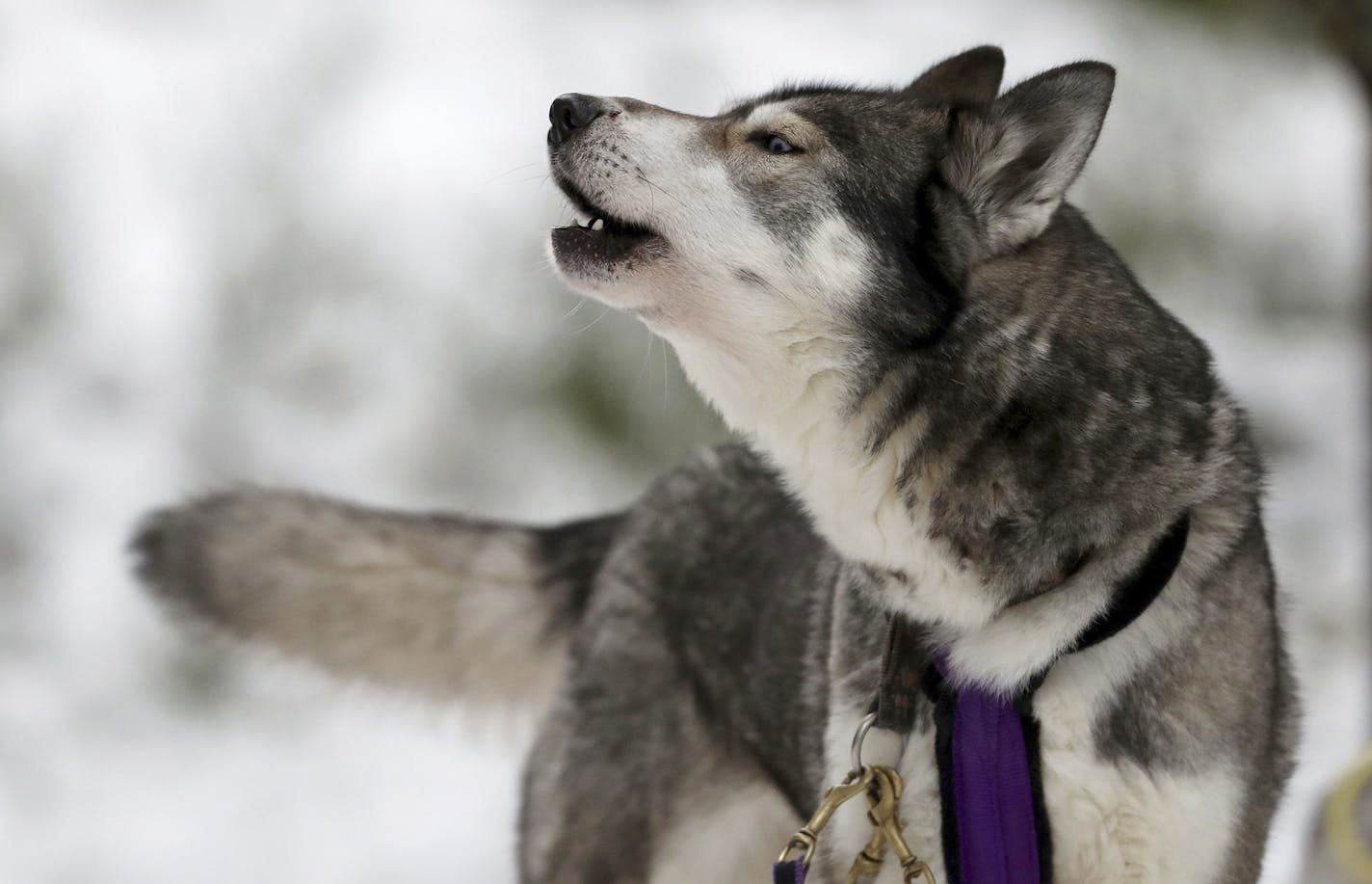 A husky dog howls at the cold.