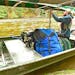 Patrick, a tow boat operator who works for an outfitter on Moose Lake near Ely, ties down the second of two canoes for a group of paddlers leaving the