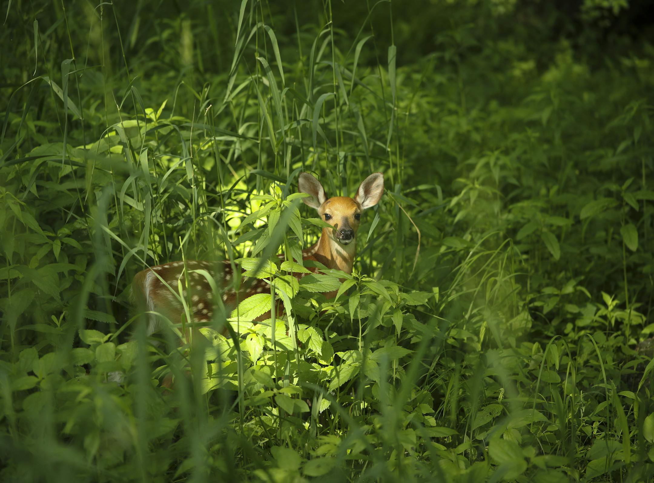 A fawn near the banks of Dobbins Creek in the Jay C. Hormel Nature Center in Austin. ] JEFF WHEELER • jeff.wheeler@startribune.com In Austin, Minn., local residents have quietly taken matters into their own hands. For the last year a team of 50 people, supported by a McKnight Foundation Grant, have been taking weekly measurements in the Cedar River and its surrounding tributaries to document the ebb and flow of e-coli in the water. The day a report was release was the day the weekly sampl
