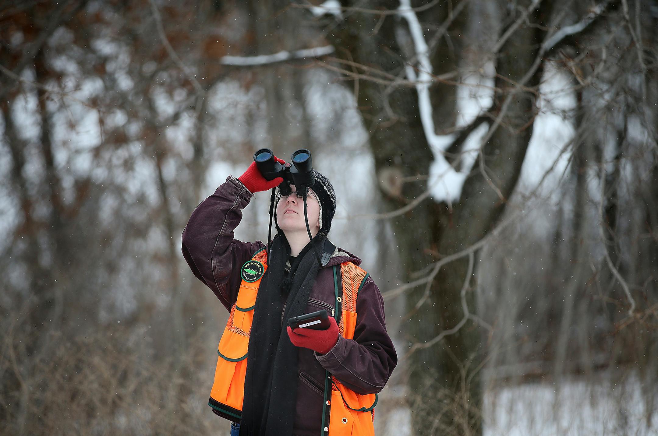 Jennifer Dippel with the Minnesota Department of Agriculture, looked over a tree infected with ash borer at Holland Lake Trail in Lebanon Hills Regional Park, Tuesday, March 3, 2015 in Eagan, MN. The Department of Agriculture and University of Minnesota Extension are surveying Lebanon Hills Regional Park to hunt for the ash borer this week and will hold a community meeting to discuss the pest. ] (ELIZABETH FLORES/STAR TRIBUNE) ELIZABETH FLORES • eflores@startribune.com