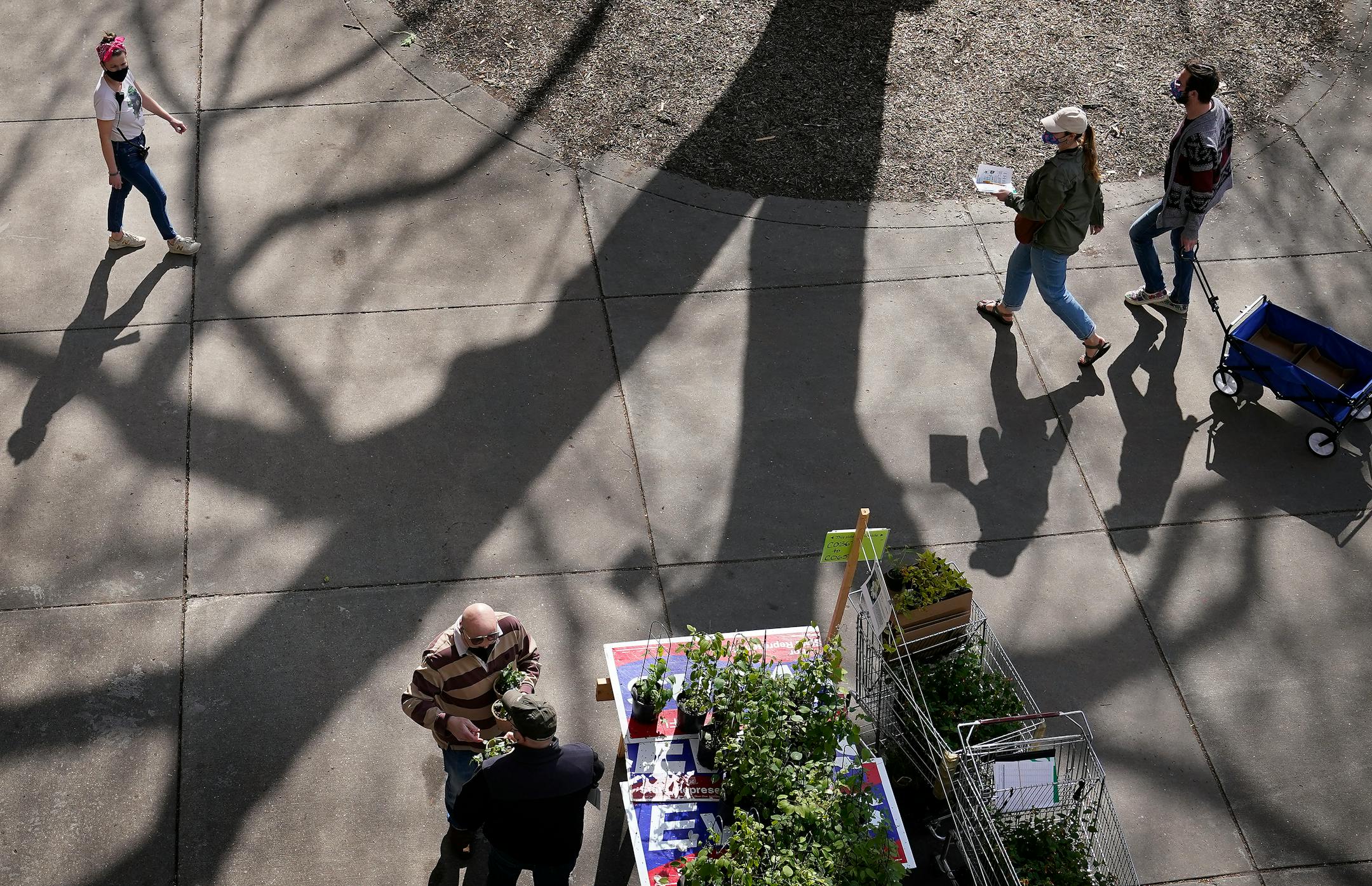People cast shadows while shopping for plants at the Friends School of Minnesota fundraiser plant sale.