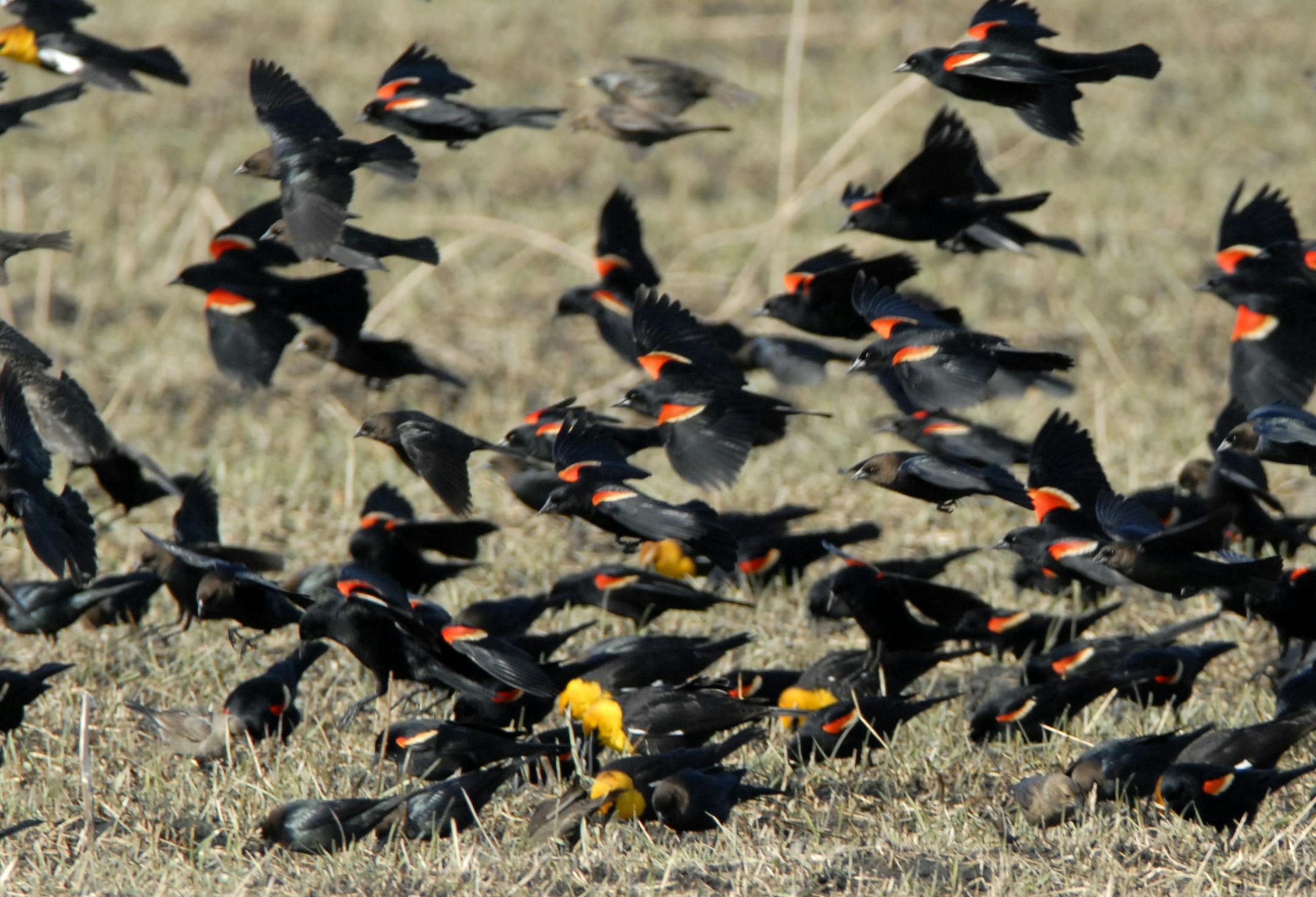 Photo by Jim Williams Most songbirds migrate after dark, but blackbirds, such as these red-winged and yellow-headed blackbirds with a few brown-headed cowbirds mixed in, fly during daylight hours.