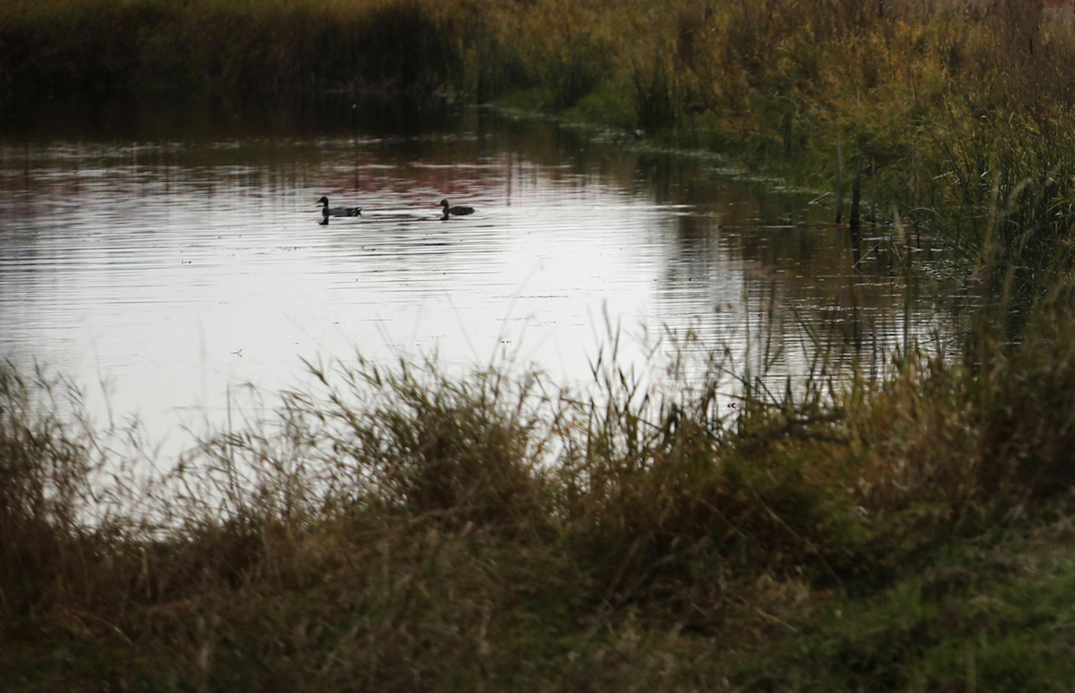 Ducks swim in a City of Shoreview retention pond Saturday, Nov. 9 2013, as train cars sit on the railraod track near Cardigan Junction in Shoreview, MN.](DAVID JOLES/STARTRIBUNE) djoles@startribune.com Residents in 5 northern Ramsey County communities - Shoreview, Vadnais Heights, Little Canada, Arden Hills and Roseville - are up in arms over-disruptive train noise as a result of increased rail traffic between the Twin Cities and western North Dakota. Cities are taking steps, sometimes expensive