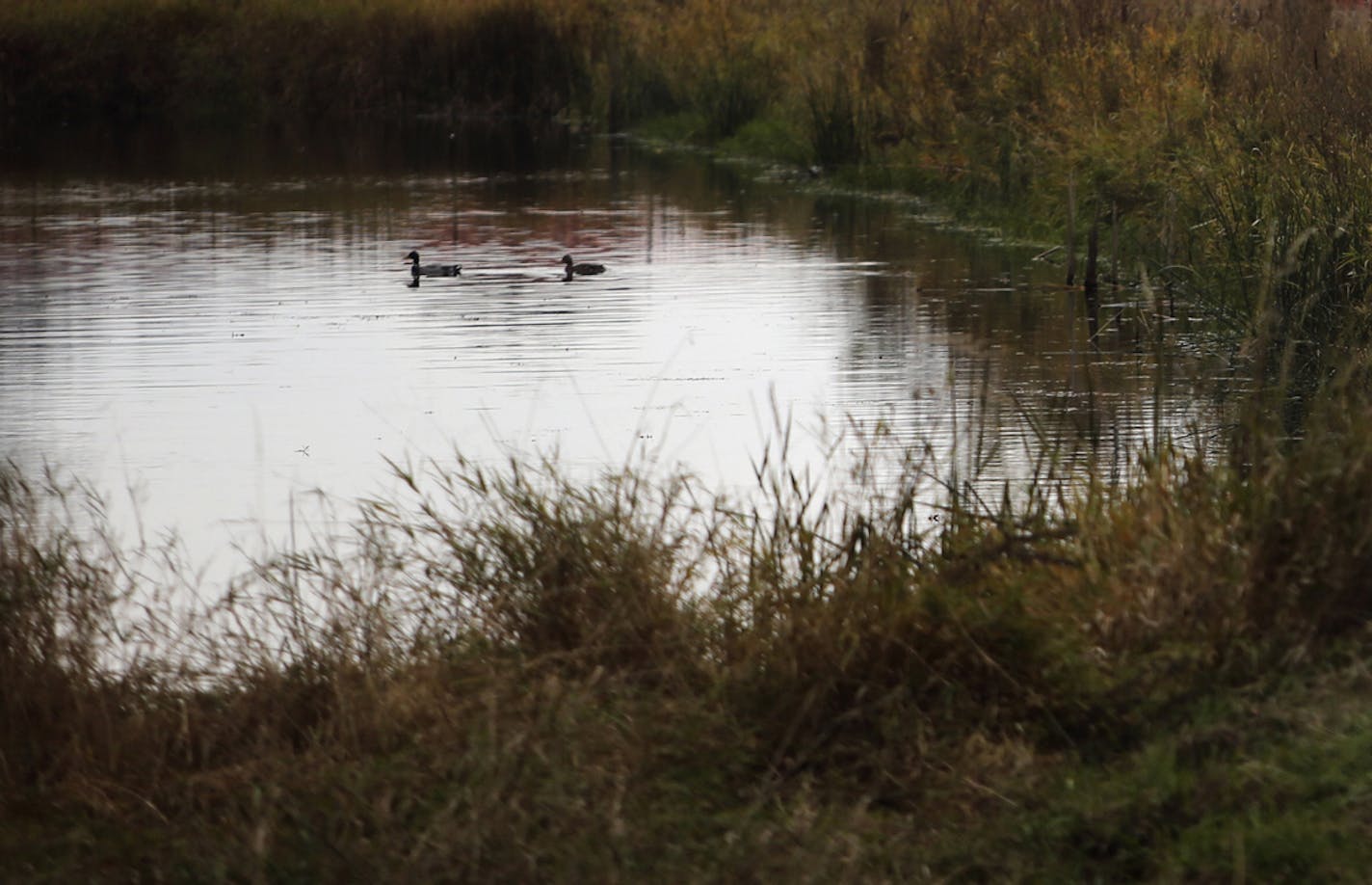 Ducks swim in a City of Shoreview retention pond Saturday, Nov. 9 2013, as train cars sit on the railraod track near Cardigan Junction in Shoreview, MN.](DAVID JOLES/STARTRIBUNE) djoles@startribune.com Residents in 5 northern Ramsey County communities - Shoreview, Vadnais Heights, Little Canada, Arden Hills and Roseville - are up in arms over-disruptive train noise as a result of increased rail traffic between the Twin Cities and western North Dakota. Cities are taking steps, sometimes expensive