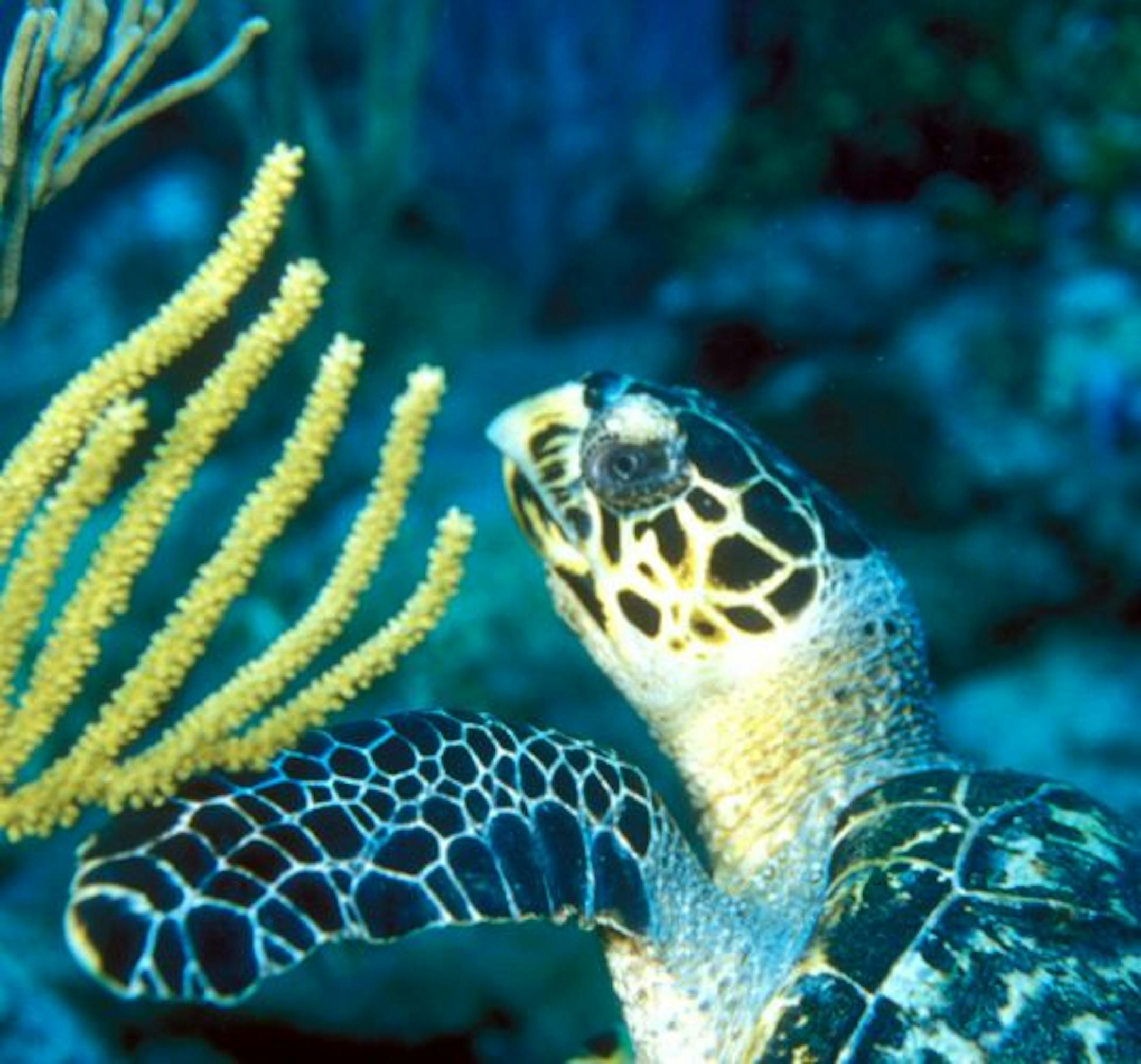 A Hawksbill Turtle, an engagered species, glides through the waters off Turneffe Flats in Belize.