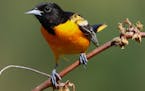 Photos by Don Severson, special to the Star Tribune If asked to name his favorite season, a Baltimore oriole might pause to reflect.