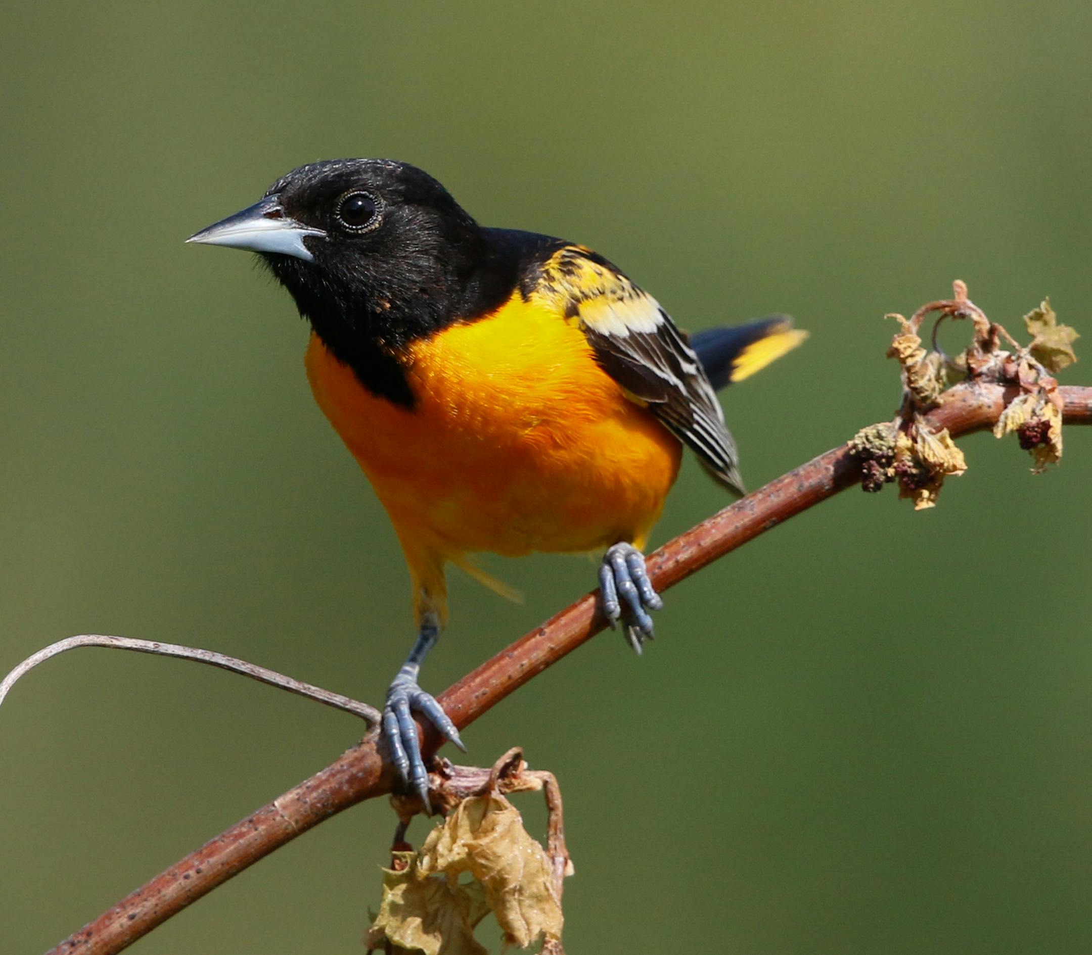 Photos by Don Severson, special to the Star Tribune If asked to name his favorite season, a Baltimore oriole might pause to reflect.