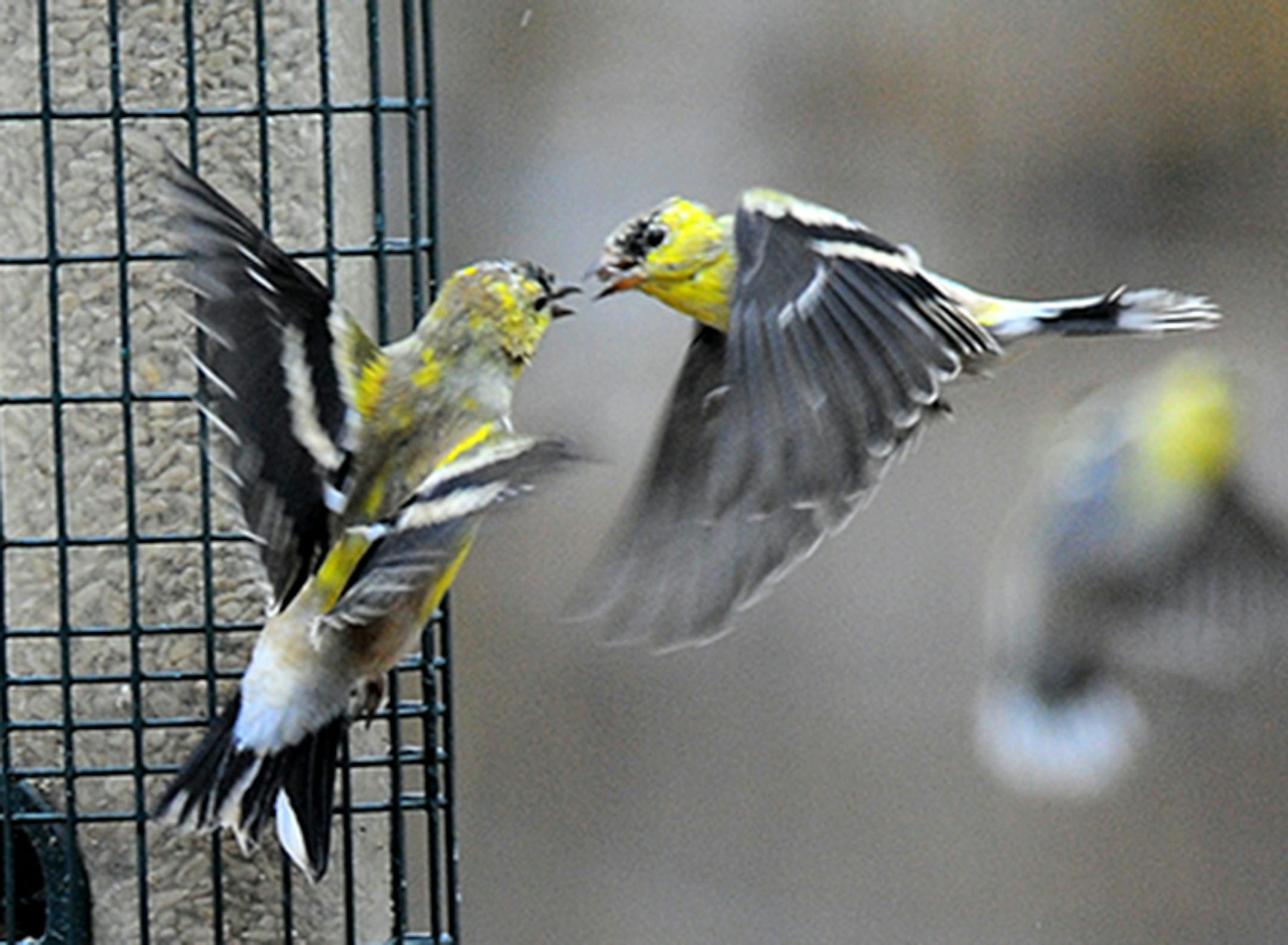 Photo by Jim Williams, Special to the Star Tribune Male goldfinches, in this case both still molting into their bright springtime feathers, battle for control of a back-yard birdfeeder.