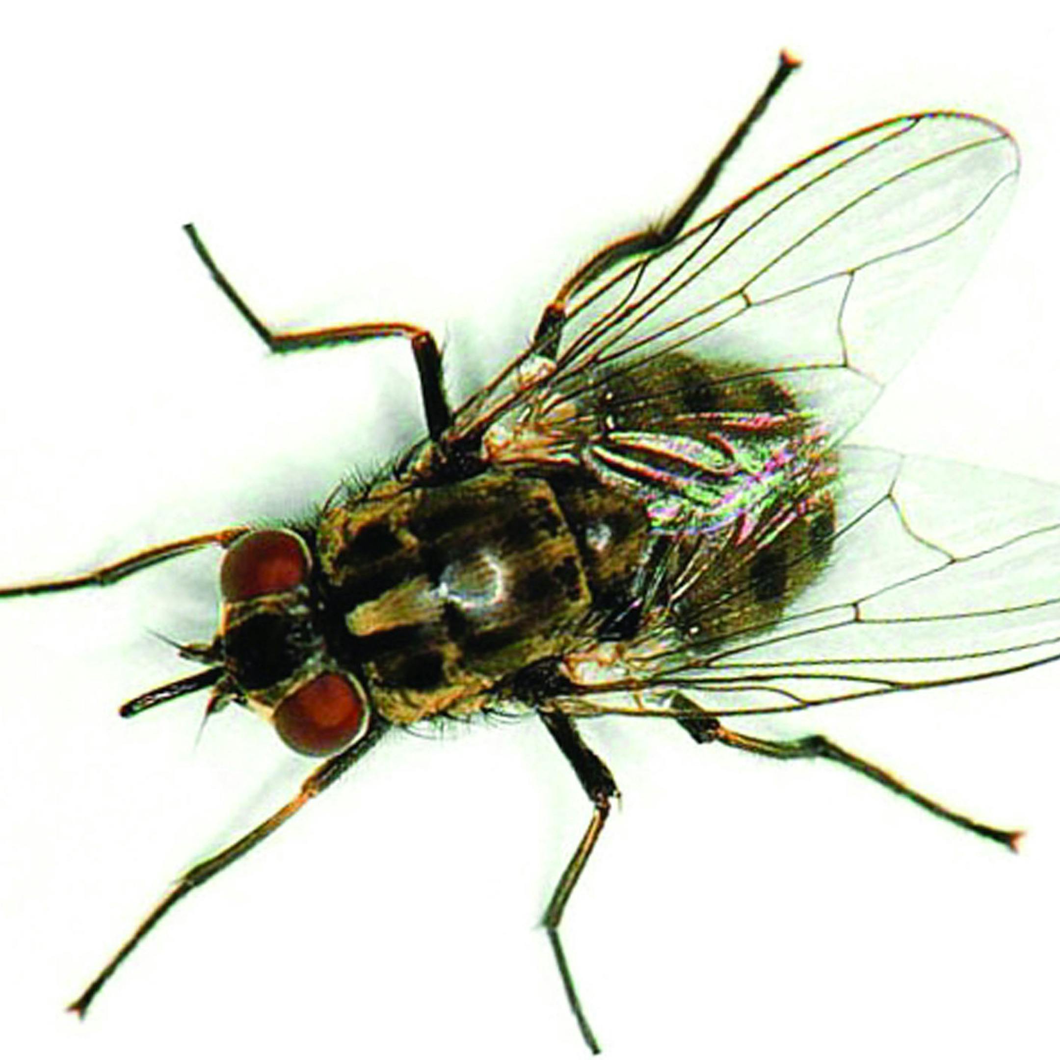 Visitors to the "CSI: Crime Scene Insects" exhibit, which opens October 25 at the Science Museum of Minnesota, will learn all about the anatomy and developmental stages of flies, as well as their important role in piecing together the details of a crime scene.