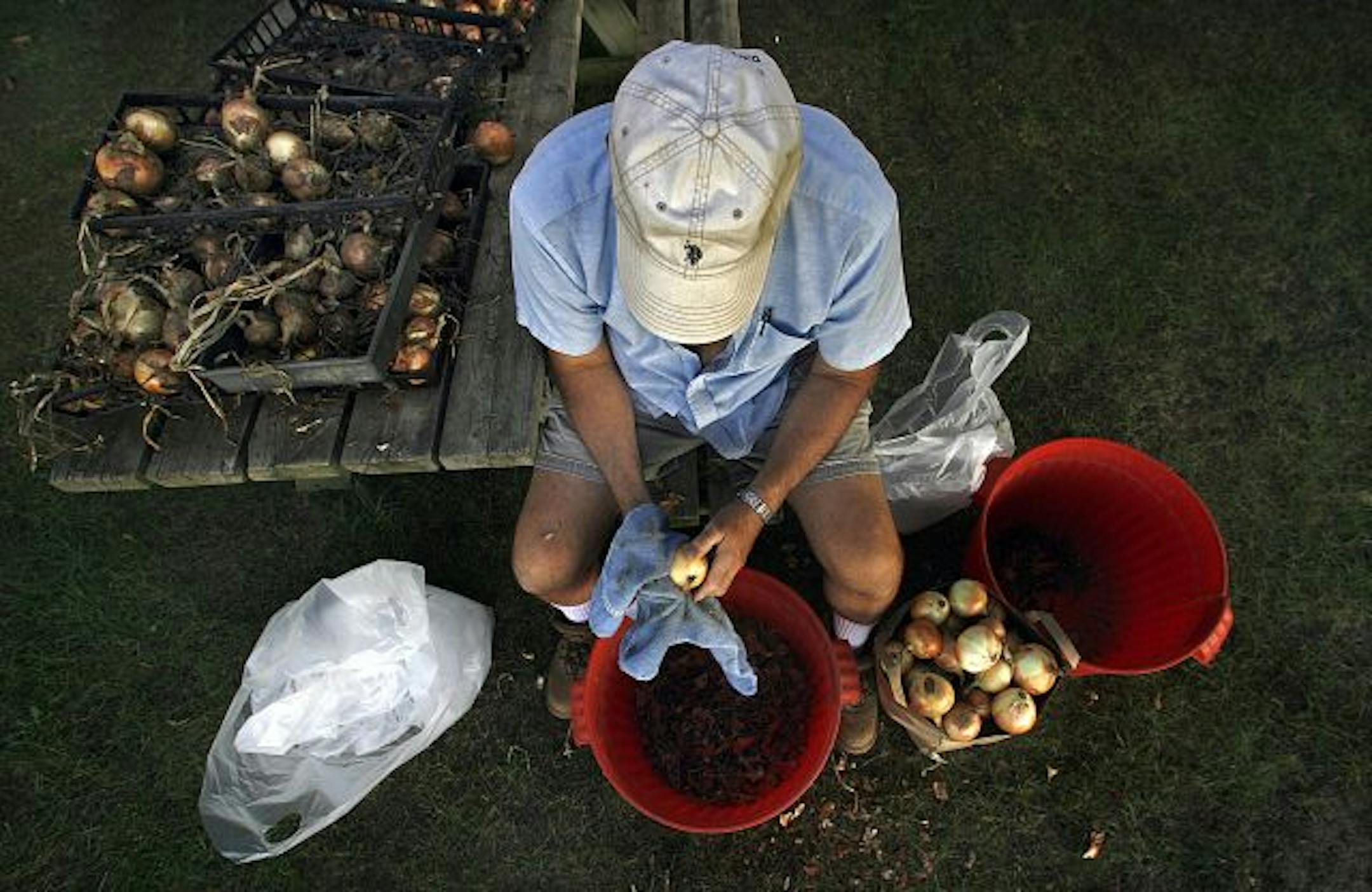 A volunteer helps at a church garden to help those in need.