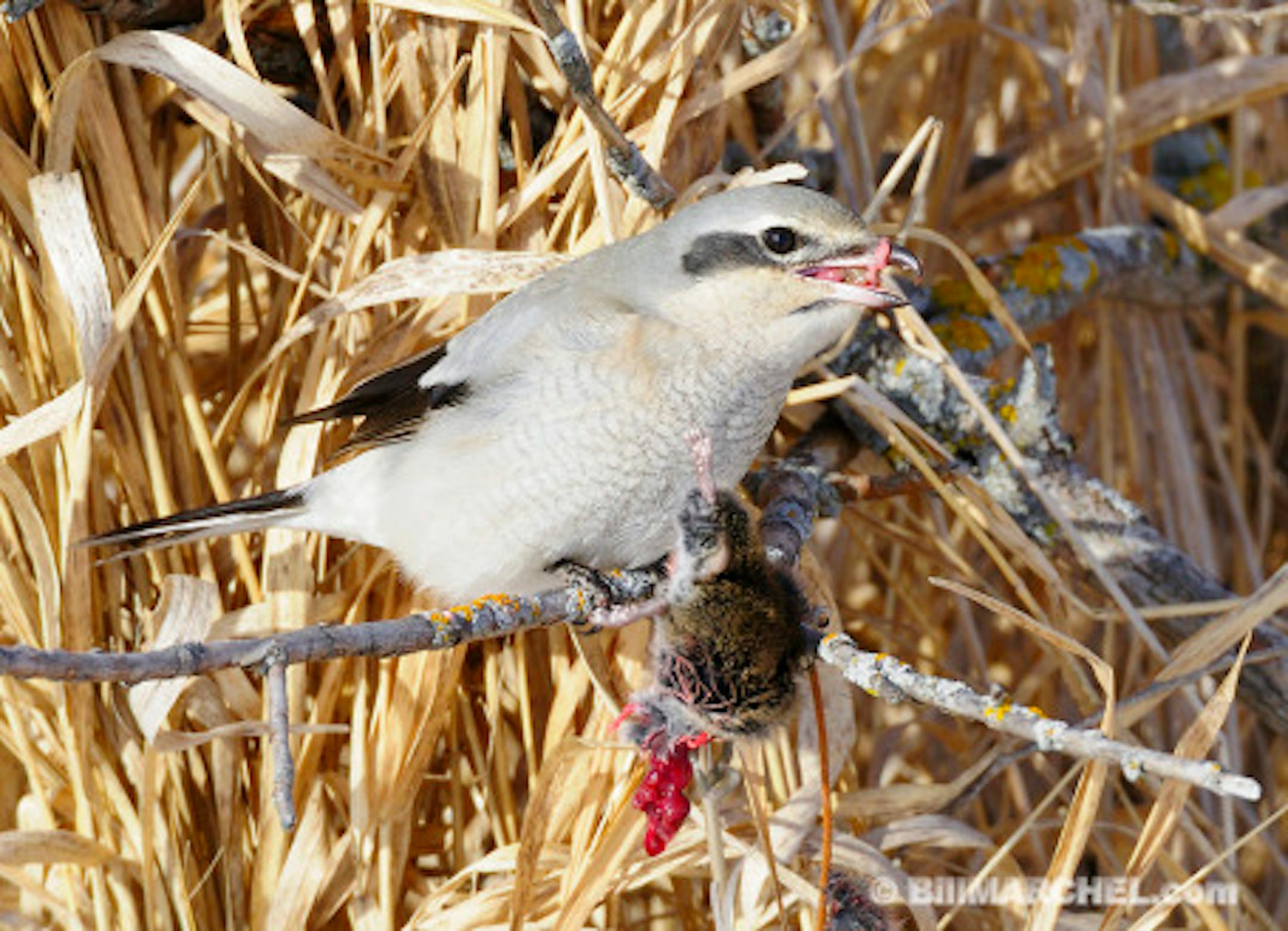 01041-001.13 Northern Shrike is feeding on a vole it impaled on a stick.  Predator, prey, bird of prey, butcher bird, raptor, mouse..
