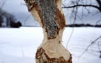 Gnawed trees, like this one near Phelps Bay in Shorewood, are among the nuisances for nearby homeowners caused by beavers.