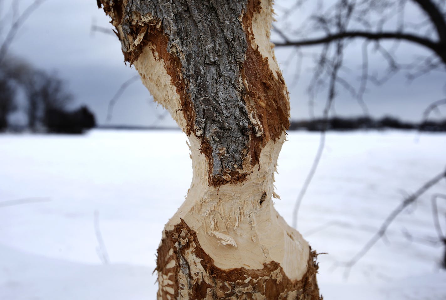 Gnawed trees, like this one near Phelps Bay in Shorewood, are among the nuisances for nearby homeowners caused by beavers.