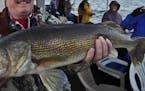 BIG WALLEYES PREYING ON SMALL WALLEYES? DNR biologists now theorize that the numerous large walleyes in Mille Lacs might be among predators feasting o