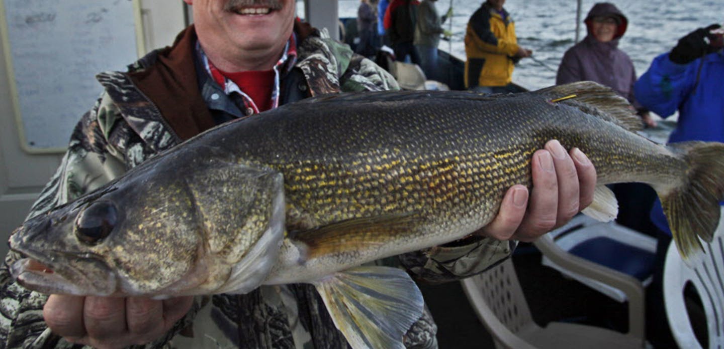 BIG WALLEYES PREYING ON SMALL WALLEYES? DNR biologists now theorize that the numerous large walleyes in Mille Lacs might be among predators feasting on small walleyes, preventing successive year classes of the fish from reaching maturity. ORG XMIT: MIN2014011710554412 ORG XMIT: MIN1401171138293238