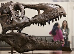FILE - In this April 15, 2014 file photo, a cast of a Tyrannosaurus rex discovered in Montana greets visitors as they enter the Smithsonian Museum of 