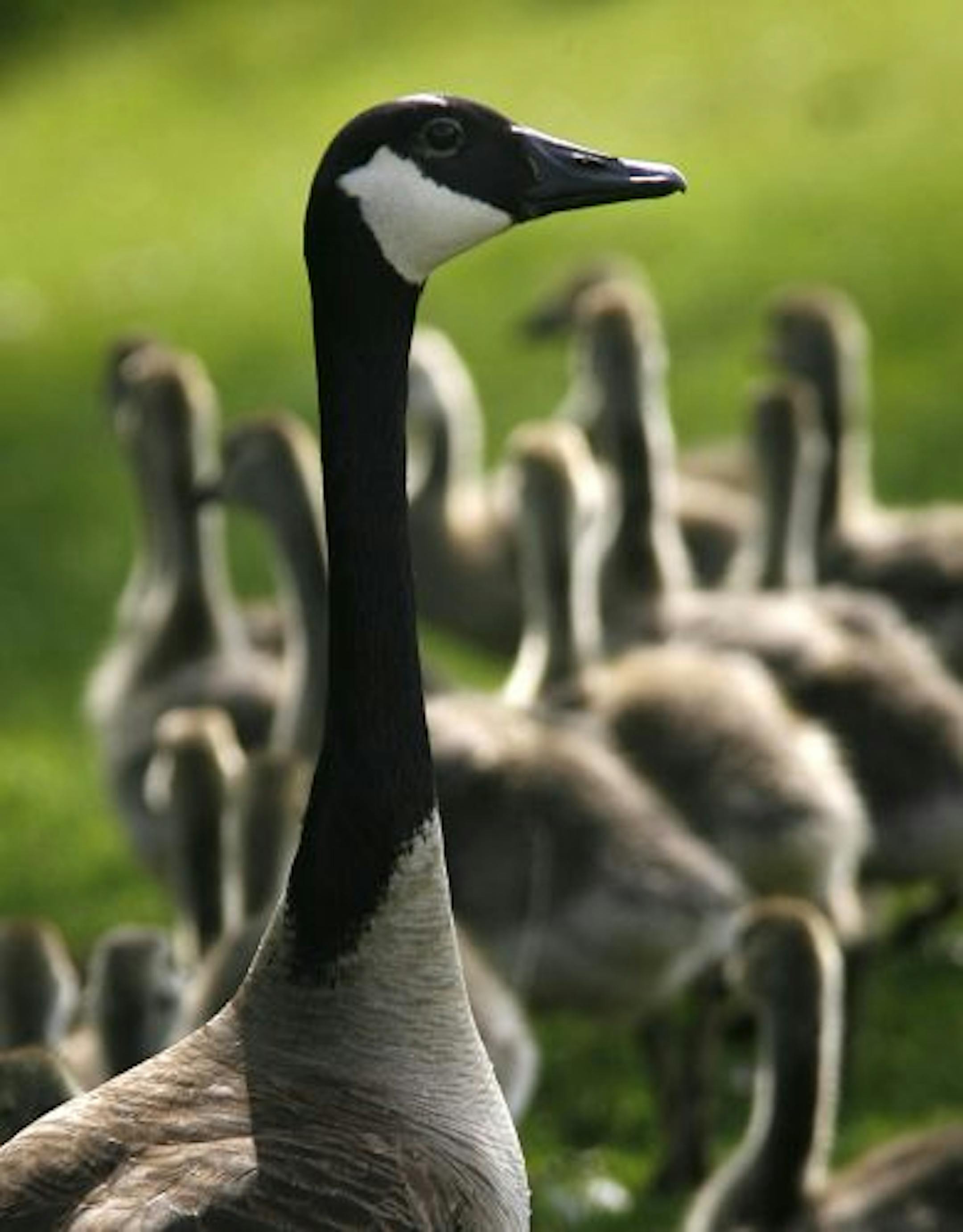 Migrating Canada geese and great egrets are among the birds threatened by the Gulf oil disaster.