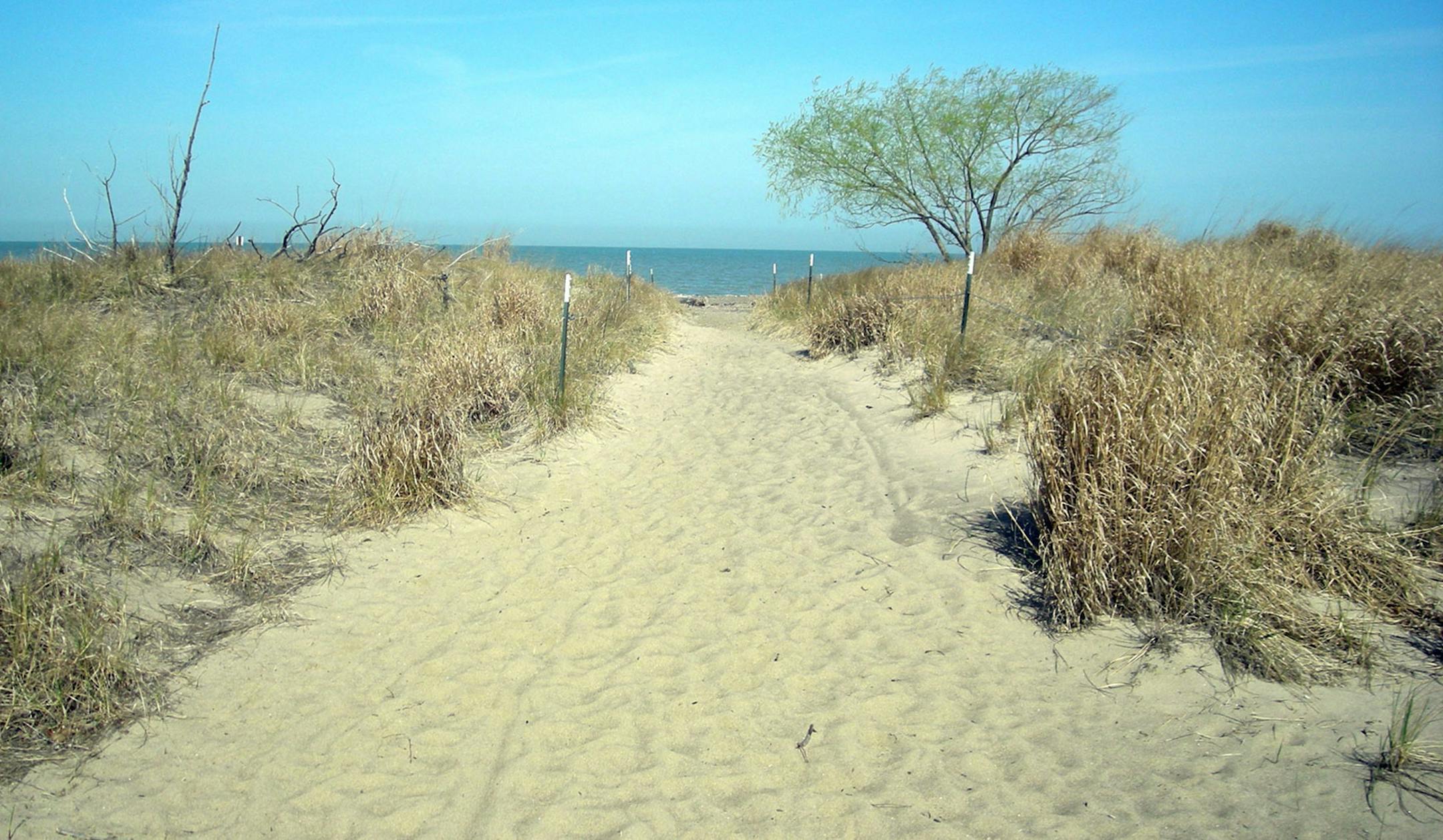 The 25-acre Headlands Dunes State Nature Preserve is filled with sandy hummocks and sand-loving vegetation. The dunes are up to 20 feet tall. (Bob Downing/Akron Beacon Journal/TNS)