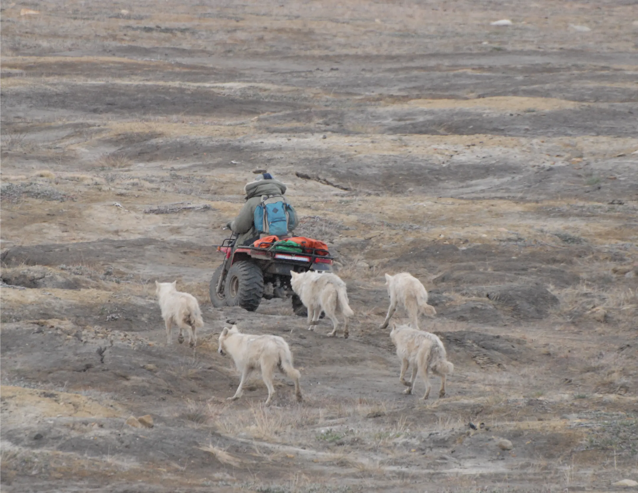 Anderson: In the Arctic, famed researcher tagged along with wolves when ...