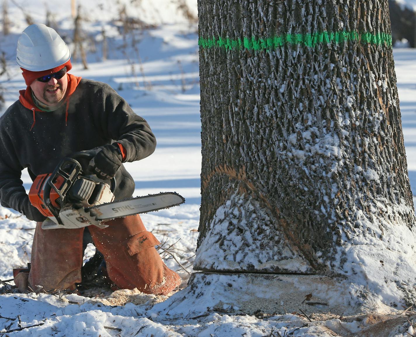 December 6, 2013: Douglas Moberg of the Minneapolis Park and Rec department, used a chain saw to cut down another ash tree in the Gross Golf Course. The work crews are taking out 92 trees from the golf course during this winter.