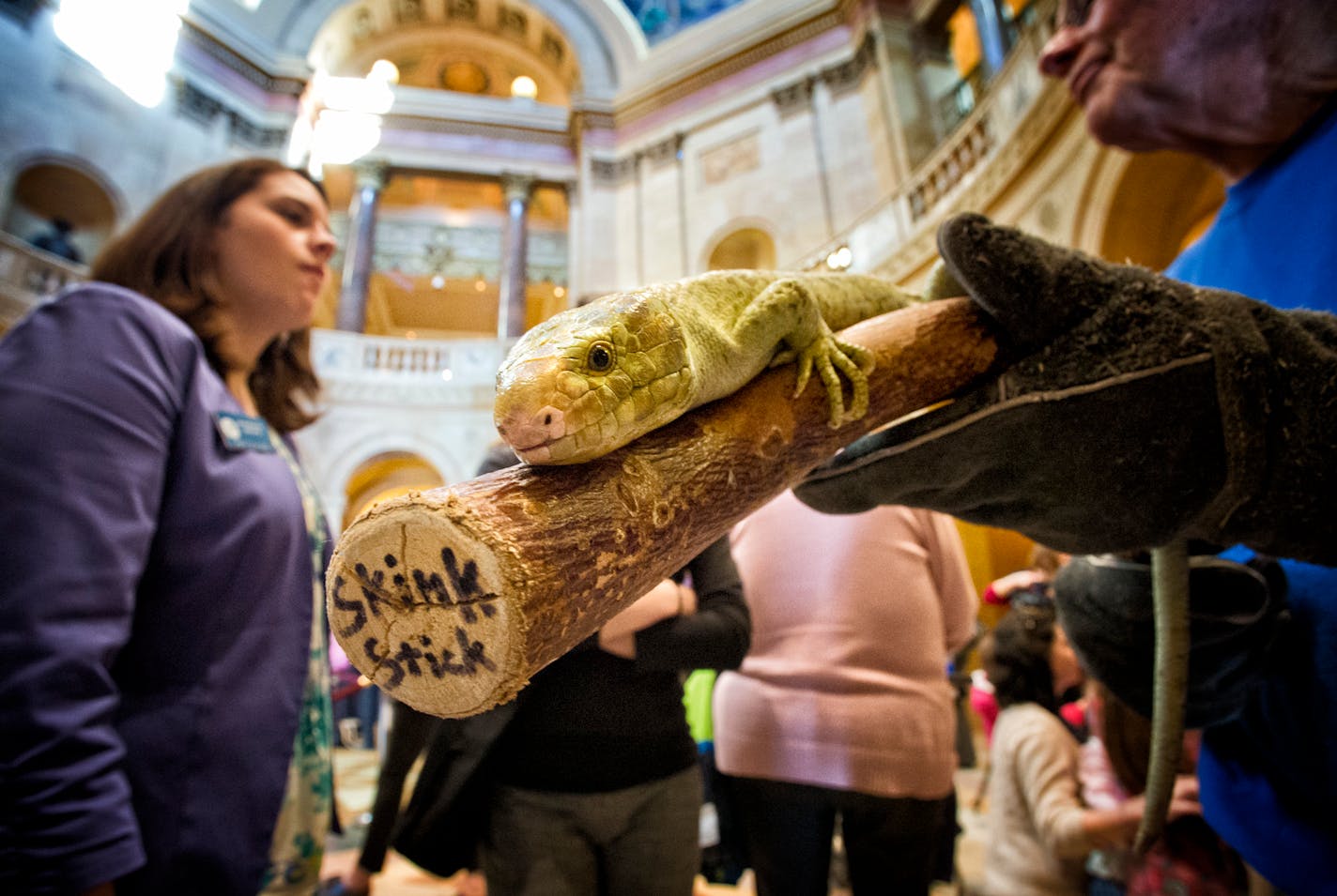 A zoo volunteer showed off a Solomon Island Skink in the Capitol Rotunda. He came with his own skink stick. The Minnesota Zoo visits the State Capitol each year to connect legislators and their staffs to some of the animals and to educate folks to the mission of the zoo. Thursday, March 21, 2013. ] GLEN STUBBE * gstubbe@startribune.com