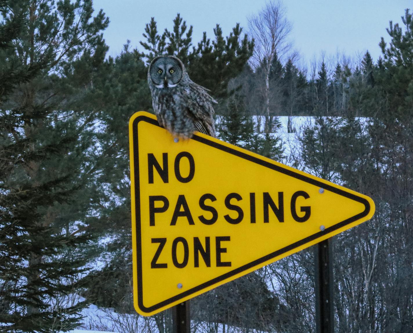 Day #053: Great Grey Owl (Rural Duluth) Motorists must obey the law as there now is a new traffic cop just outside of Duluth, a great grey owl!