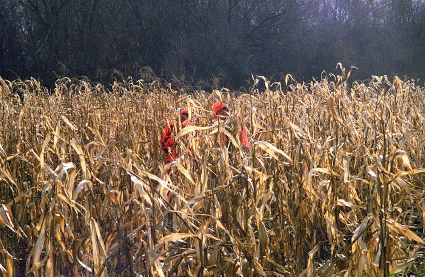 Hunting in standing corn presents many challenges, not the least of which is hunter safety.