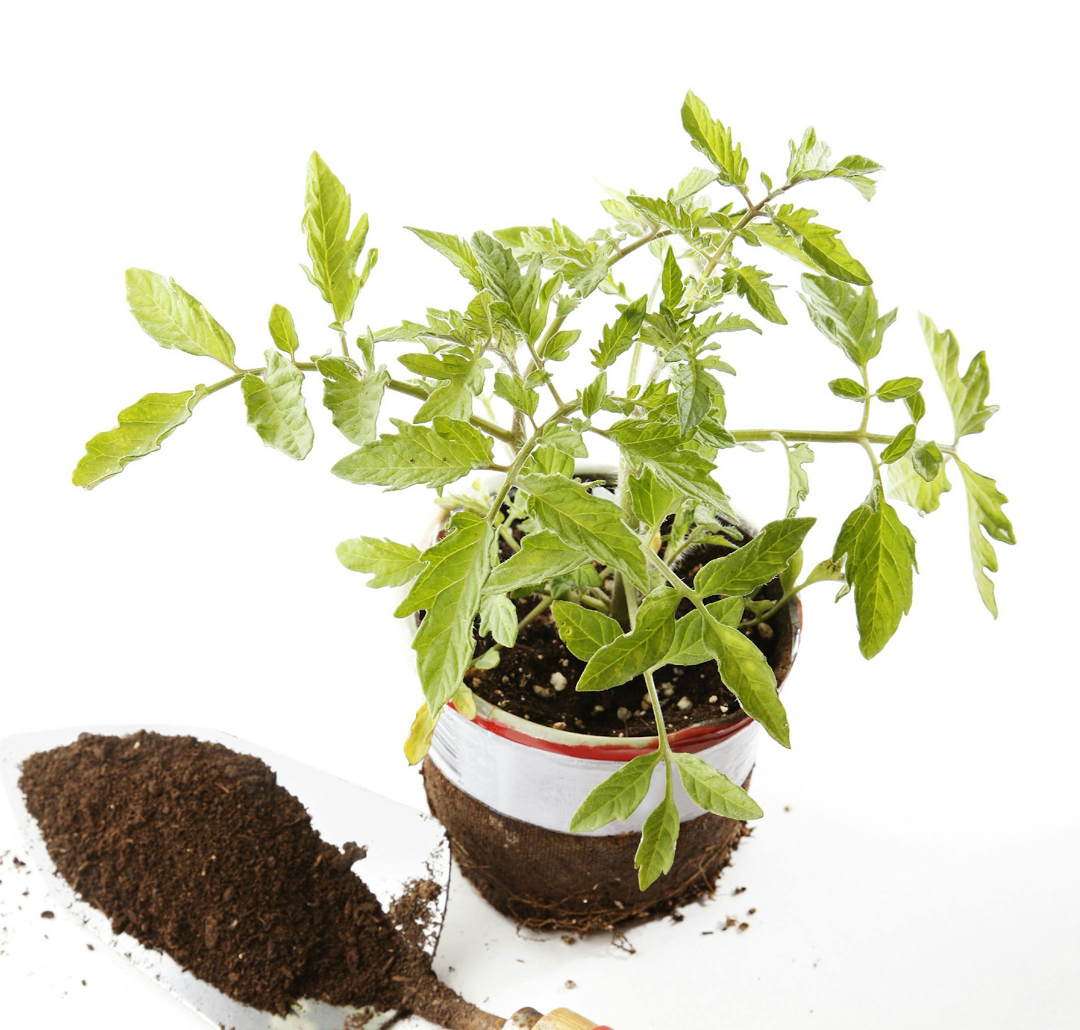 Tomato plant from istock